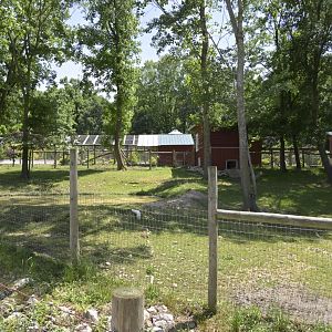 Broadway Zoological Park - Capybara (Hydrochoerus hydrochaeris) Exhibit