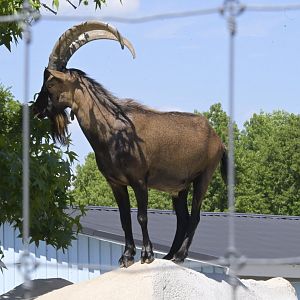 Broadway Zoological Park - Goat/Ibex Hybrid (Capra spp.)