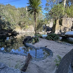 Little Blue Penguin Exhibit - Te Wao Nui