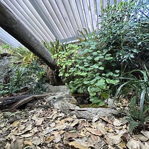 Tuatara Exhibit - Te Wao Nui