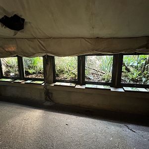 Lizard Exhibits - Te Wao Nui