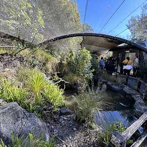 Tieke Aviary - Te Wao Nui