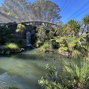 Wetlands Aviary - Te Wao Nui