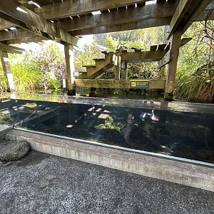 Longfin Eel Exhibit - Te Wao Nui