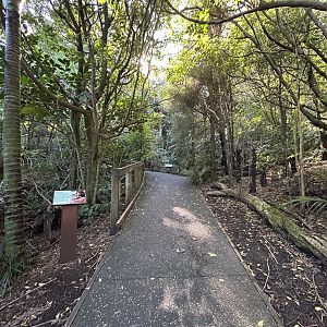 Forest Aviary - Te Wao Nui