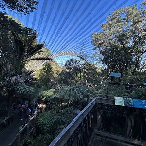 Forest Aviary - Te Wao Nui
