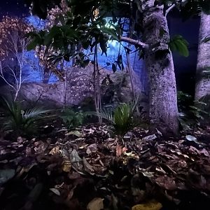 Kiwi Exhibit - Te Wao Nui