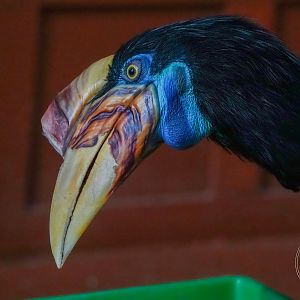 Knobbed hornbill?