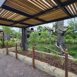 May. 2025 - NEW! Elephant Trek - Siamang Point - Siamang Exhibit