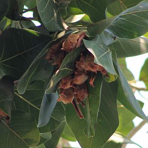 Formosan Golden Bats (Myotis formosus flavus)