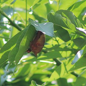 Formosan Golden Bat (Myotis formosus flavus)