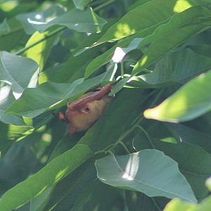 Formosan Golden Bat (Myotis formosus flavus)