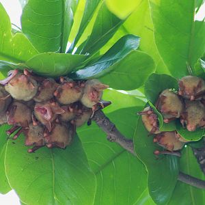 Formosan Golden Bats (Myotis formosus flavus)