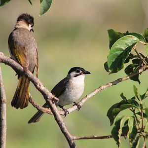 Styan's Bulbul (Pycnonotus taivanus)
