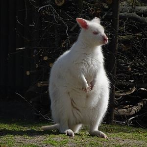Tasmanian red-necked wallaby (Notamacropus rufogriseus fruticus)