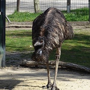 Emu (Dromaius novaehollandiae)