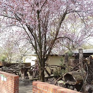 North American porcupine enclosure