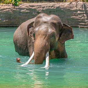 Pool time with Billy, August 2021