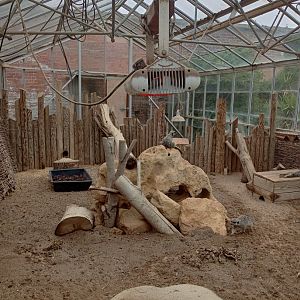 Meerkat indoor area