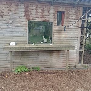 White-belted ruffed-lemur