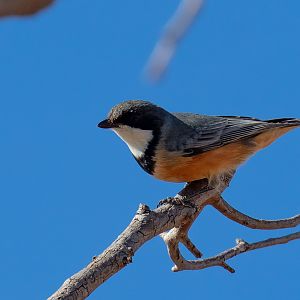 Rufous Whistler