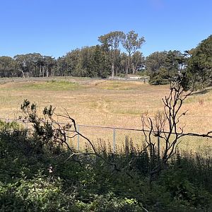 Golden Gate Park Bison Paddock