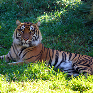 Sumatran Tiger