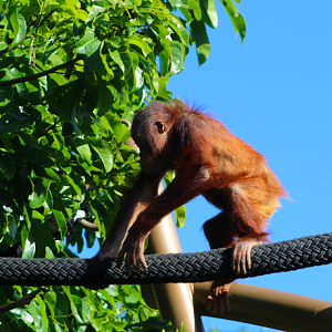 Infant Sumatran Orangutan