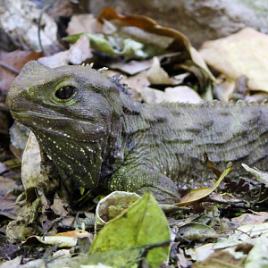 Tuatara