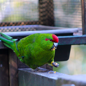Red-crowned Parakeet (Kākāriki)