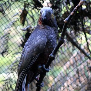 North Island Kaka