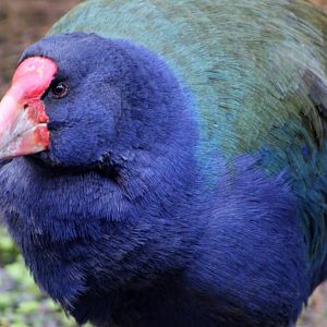 South Island Takahe