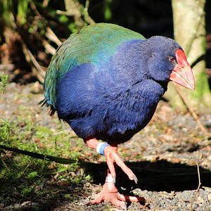 South Island Takahe