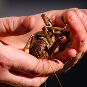 Giant Weta