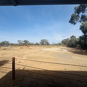 White rhino off-show yard