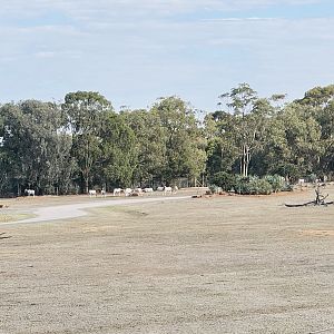 Oryx/dromedary enclosure