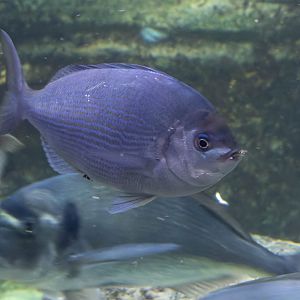 Fish ID - Aquarium de Paris