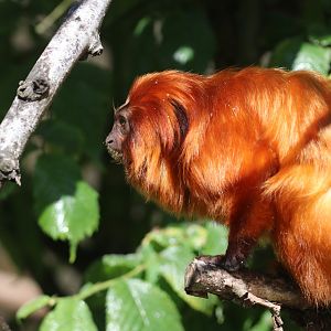 Golden lion tamarin