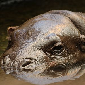 Pygmy hippopotamus
