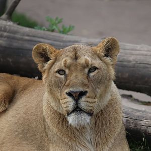 African Lion