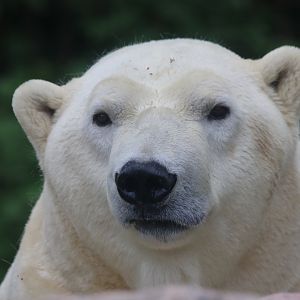 Polar bear