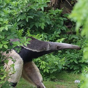 Giant anteater