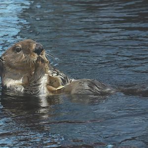 Sea otter
