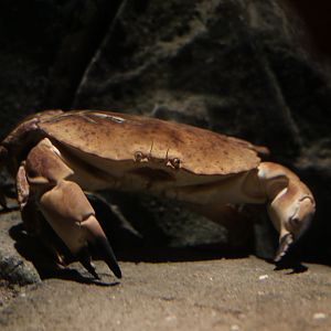 Crab