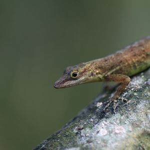 Anolis sabanus