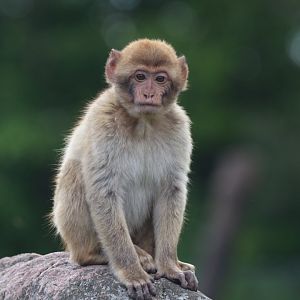 Barbary macaque