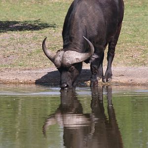 African buffalo