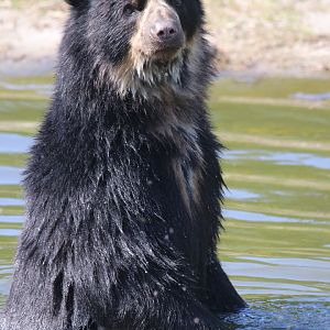 Spectacled bear