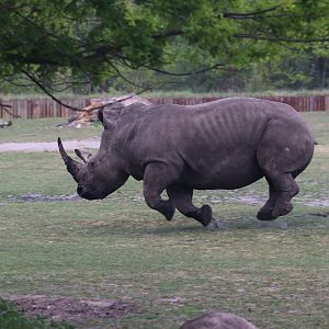 Flying white rhino