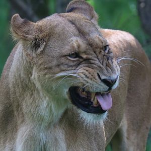 African lion